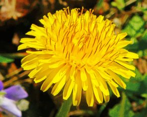 Dandelion Flower paint by numbers