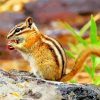 Eastern Chipmunk Rodent paint by numbers