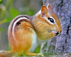 Eastern chipmunk paint by number