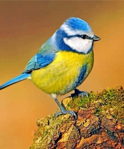 Eurasian Blue Tit paint by numbers