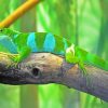 Fijian-Banded-Iguana-paint-by-numbers