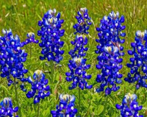 Lupine Bluebonnet paint by numbers