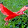 Flying Scarlet Ibis Paint by numbers