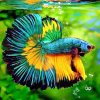 Green Yellow Betta Fish paint by number