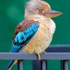 Kookaburra Bird paint by number