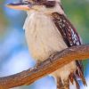 Kookaburra Bird paint by number