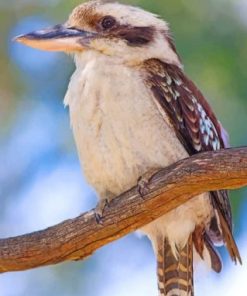 Kookaburra Bird paint by number