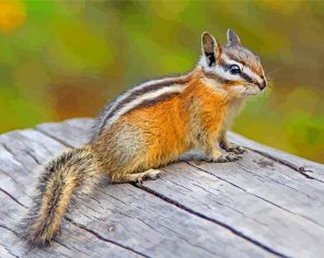 Least Chipmunk Animal paint by numbers