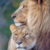 Lion-Couple