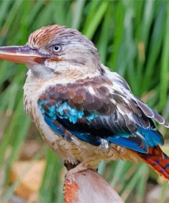 Little Blue Winged Kookaburra paint by number