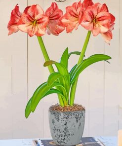 Orange Amaryllis paint by numbers