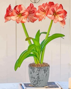 Orange Amaryllis paint by numbers