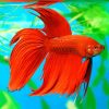 Orange Betta fish paint by numbers