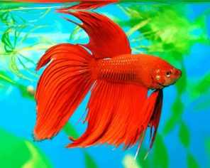 Orange Betta fish paint by numbers