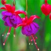 Pink Purple Fuchsia Plants paint by number