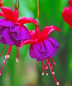 Pink Purple Fuchsia Plants paint by number