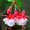 Pink White fuchsia flowers paint by number