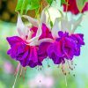 Purple Fuchsia Flowers paint by number