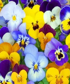 Purple And Yellow Pansy paint by numbers