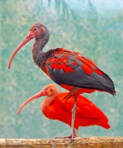 Red Black Scarlet Ibis Birds paint by numbers