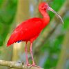 Red Scarlet ibis Bird paint by number