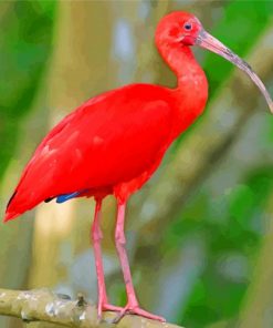 Red Scarlet ibis Bird paint by number