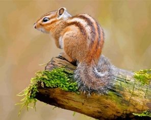 Rodent chipmunk paint by numbers