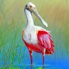 Roseate spoonbill Bird Animal paint by number