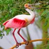 Roseate spoonbill On Stick paint by numbers