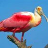 Roseate spoonbill paint by number