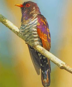 Cuckoo Bird paint by numbers