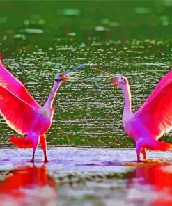 Scarlet ibis Birds In Swamp paint by number