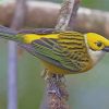 Silver Throated Tanager Bird paint by number