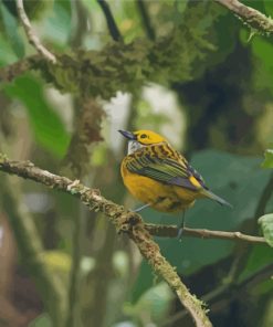 Silver Throated Tanager On Branch paint by number