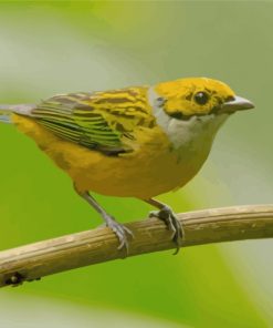 Silver Throated Tanager On Stick paint by numbers