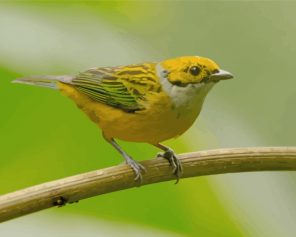 Silver Throated Tanager On Stick paint by numbers