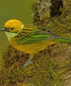 Silver Throated Tanager Yellow Bird paint by number