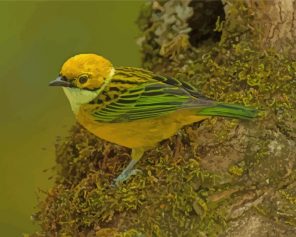 Silver Throated Tanager Yellow Bird paint by number