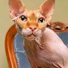 Sphinx Cat Animal paint by number