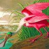 Spoonbill Bird Animal paint by numbers