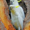 Sulphur Crested Cockatoo paint by numbers