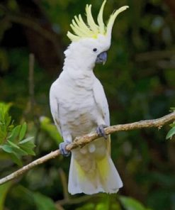 Sulphur Crested Cockatoo On Tree paint by numbers