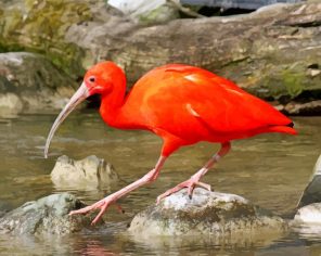 The Scarlet ibis paint by number