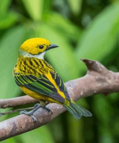 The Silver Throated Tanager paint by number