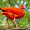 Trinidad Scarlet Ibis paint by number