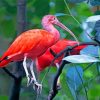 Tropical Scarlet Ibis Bird Paint by numbers