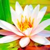 Water-Lily-Flower-paint-by-number