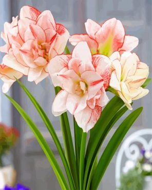 White Amaryllis Flowers paint by number