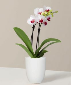 White Orchid Vase paint by number