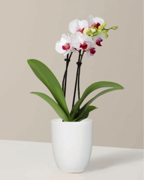 White Orchid Vase paint by number